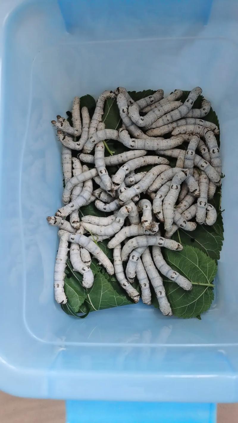 女儿科学老师布置的作业,养蚕,蚕蛹化蝶全过程