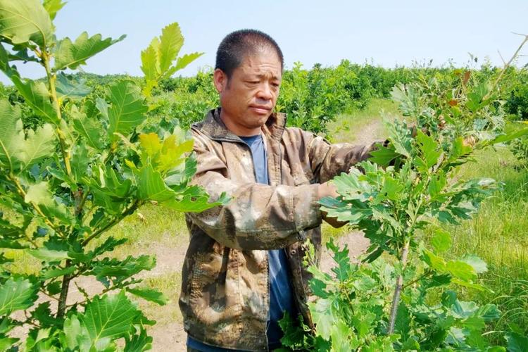 今年,阿荣旗放养柞蚕4016把,预计可实现柞蚕商品茧产量600万公斤,蚕种