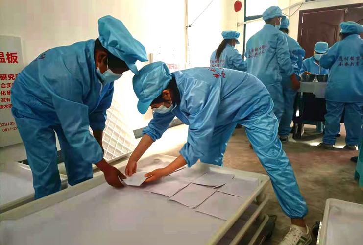 "正常培育情况下,每张蚕种可收获大约46公斤蚕茧,首批春蚕从收蚁到售