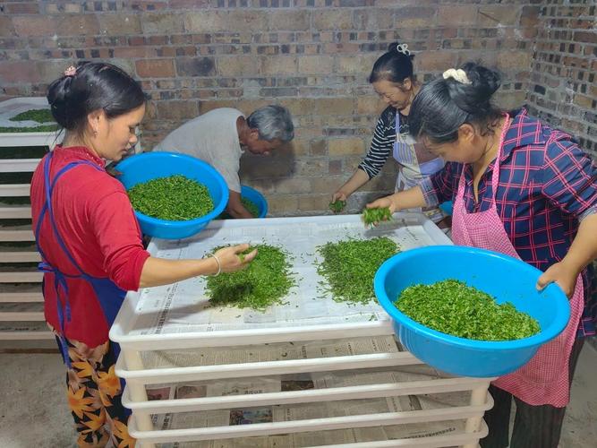 种植桑树8000余亩,预计今年可饲育蚕种3500张以上,生产蚕茧190吨,从"
