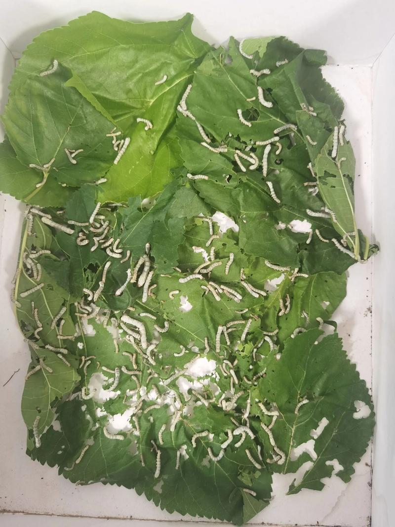 给蚕宝宝清理小屋