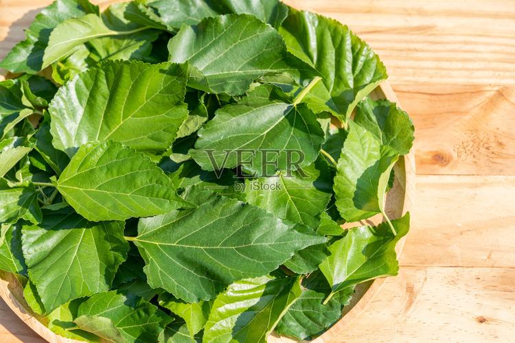 桑叶放在木盘上桑叶是喂蚕生产蚕丝的食品原料